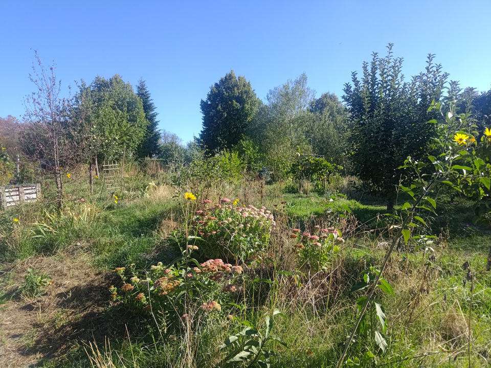 Bild des Gartens